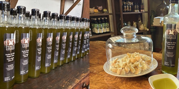 Aceite de oliva campaña 2025/2026: ¡ya han llegado los primeros aceites de cosecha temprana a La Casa del Aceite!
