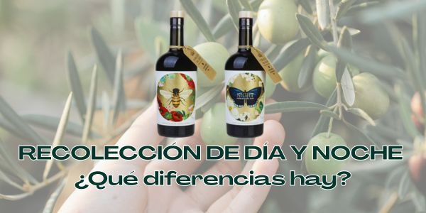 Aceite de Oliva Virgen Extra Ecológico – Recolección de Día y Noche ¿Qué diferencias hay?