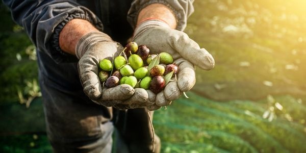 Aceites tempranos vs aceites maduros: ¿cuál es la diferencia?